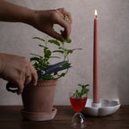 Beeswax Taper Candles Blossom