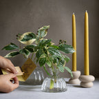 Botanic Matchbooks with Quotes Citrine