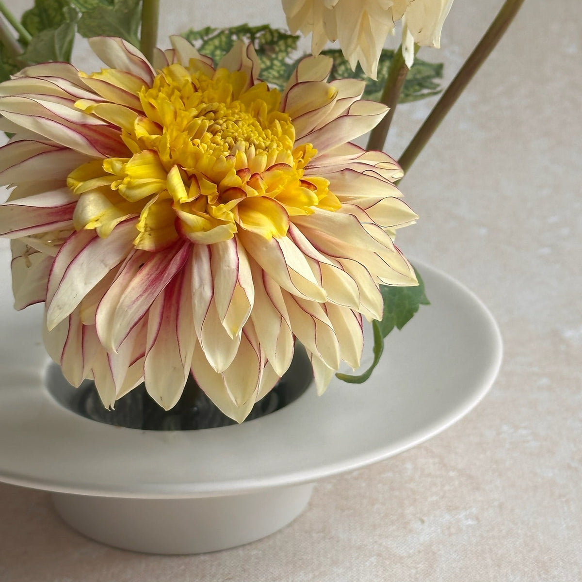 A close-up of a large dahlia flower with cream petals edged in pink and a bright yellow center, arranged in a white bowl with green leaves and stems on a light beige surface.