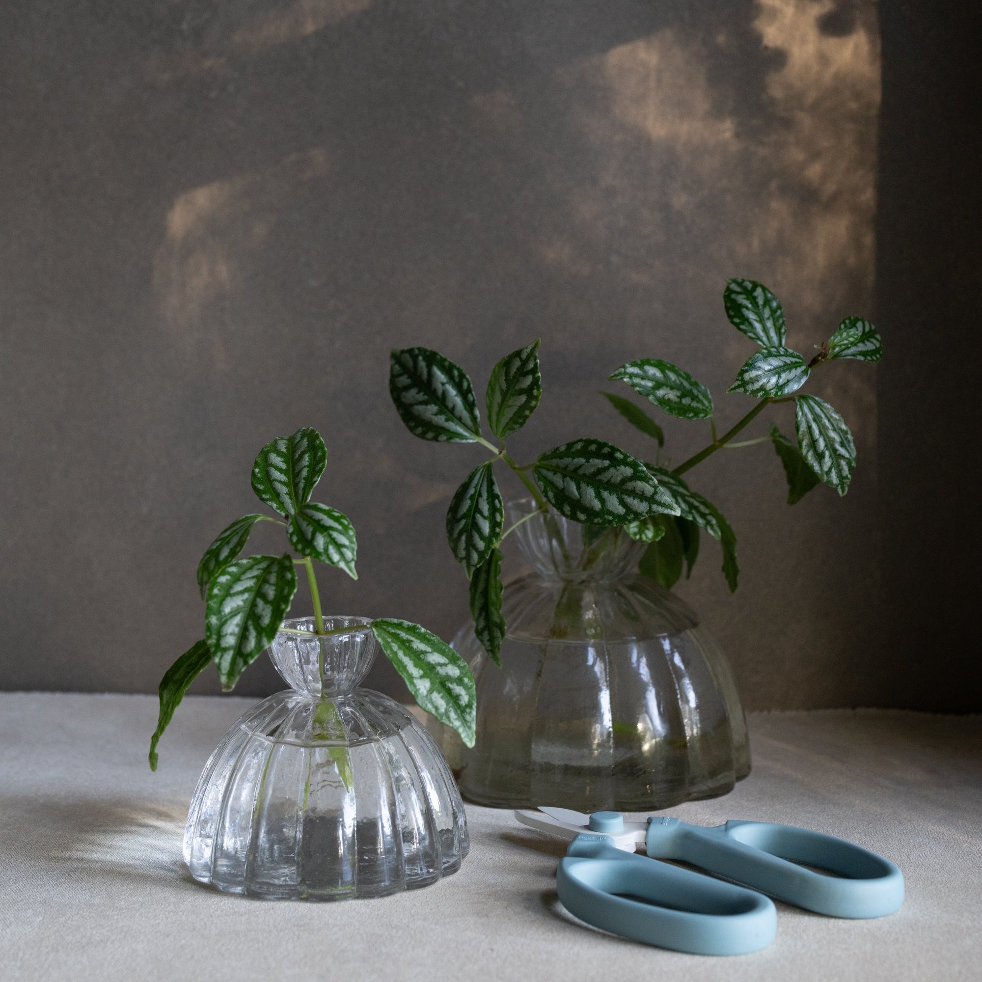 RootVase_Propagation 