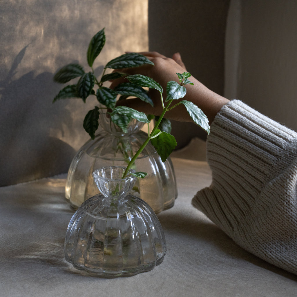 RootVase_Propagation 