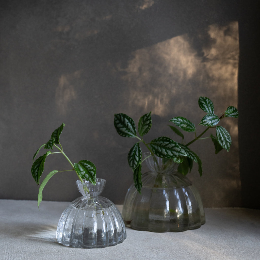 RootVase_Propagation 