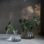 RootVase_Propagation 