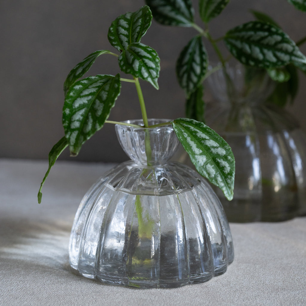 RootVase_Propagation 