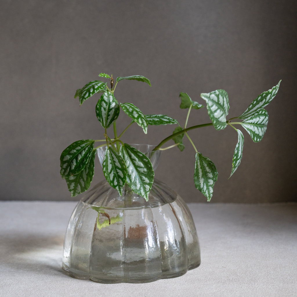 RootVase_Propagation 