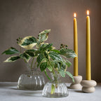 RootVase_Propagation 