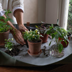 Workshop Mat_Fern